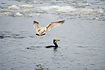 Herring Gull attempts to steal the prey of a Great Cormorant