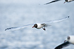 Photo ofBlack-headed Gull (Larus ridibundus). Photographer: 