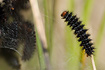 Glanville Fritillary caterpillar
