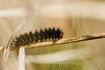 Glanville Fritillary larva