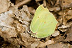 Brimstone in the dead leaves on the forest floor in spring