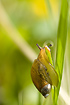 Unidentified snail helping itself to a mouthful of the vegetation
