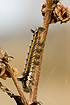 The Drinker Moth caterpillar