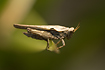 Slender Groundhopper. A species not often registered in Denmark.