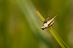 Slender Groundhopper at a lake shore