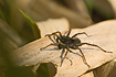 The wolf spider Pardosa prativaga