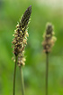 Photo ofRibwort Plantain (Plantago lanceolata). Photographer: 