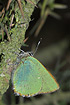 Photo ofGreen Hairstreak (Callophrys rubi). Photographer: 