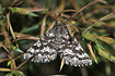 Common Heath moth