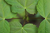 Photo ofSycamore (Acer pseudoplatanus). Photographer: 