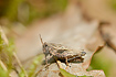 Common Groundhopper on a dry leaf