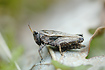 Common Groundhopper on a dry leaf