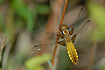 Newly emerged Broad-bodied Chaser