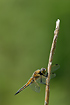 Newly emerged Four-Spotted Chaser