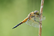 Newly emerged Four-spotted Chaser