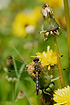 Northern White-faced Darter is resting on a dandelion