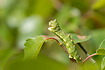Large Emerald caterpillar