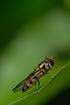 Foto af  (Diptera indet.). Fotograf: 