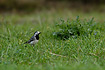 White Wagtail hunting for insects in the grass