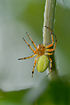 Araniella sp. - a green spider