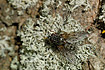 Unidentified fly