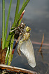 Newly emerged White-faced Darter