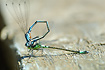 A male Variable Damselfly is mistaking a male Norfolk Damselfly for a female Variable Damselfly