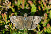 Photo ofDingy Skipper (Erynnis tages). Photographer: 