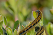 Ground Lackey caterpillar