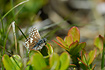 Grizzled Skipper resting low in the vegetation