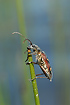 The Longhorn Beetle Rhagium bifasciatum.