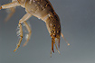 Close-up of diving beetle larvae. Aquarium photo.