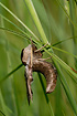 Eyed Hawk-moth seen from the side