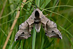 Photo ofEyed Hawk-moth (Smerinthus ocellata). Photographer: 