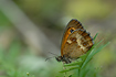 Gatekeeper also known as Hedge Brown