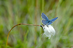 Cranberry Blue resting on cotton grass