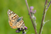 Very worn Painted Lady