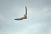 Saker Falcon in the air. Captive specimen.