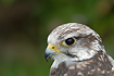 Photo ofSaker Falcon (Falco cherrug). Photographer: 