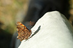Comma on the leg of a sweaty nature photographer.