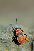 Fire Bug nymph