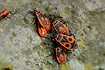 Photo ofFire Bug (Pyrrhocoris apterus). Photographer: 