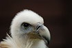 Portrait of Griffon Vulture. Captive specimen.