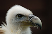 Griffon Vulture. Captive specimen.