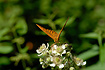 Fouraging Silver-washed Fritillary