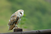 Photo ofBarn Owl (Tyto alba). Photographer: 