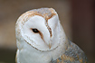 Barn Owl. Captive specimen.