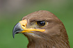 Portrait of Steppe Eagle. Captive specimen.