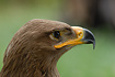 Portrait of a Steppe Eagle. Captive specimen.
