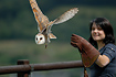 Barn Owl in the air. Captive specimen.